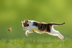 Kat speelt met vlinder